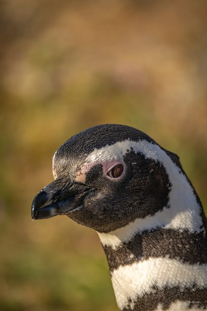 Punta Arenas — 17