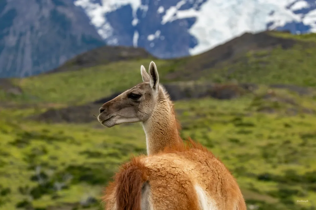 Torres del Paine — 28